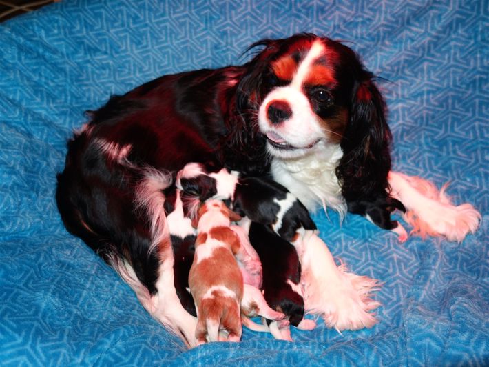 Lily et ses bébés
