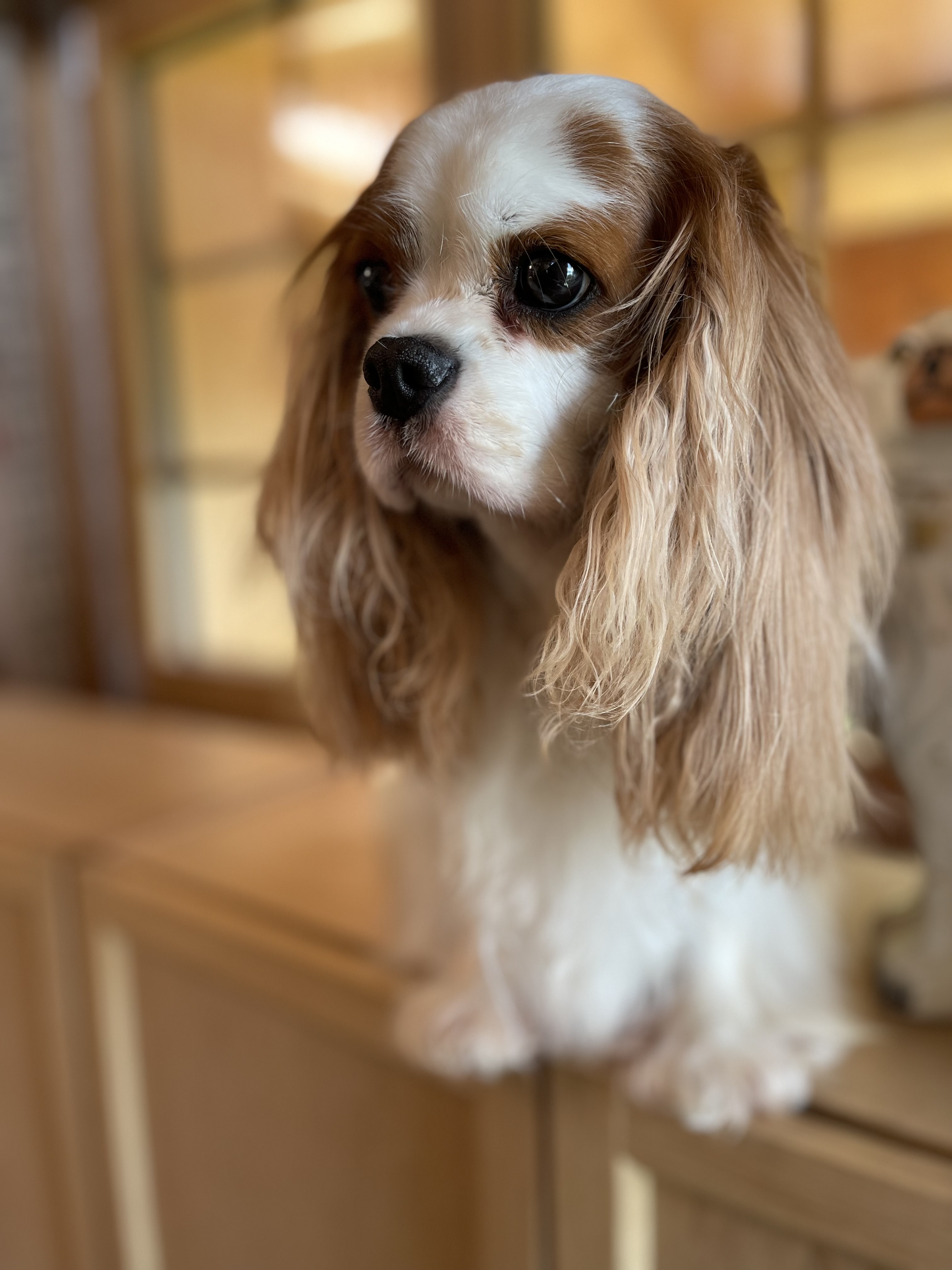 Reproductrice Cavalier King Charles, 4 ans, couleur blenheim