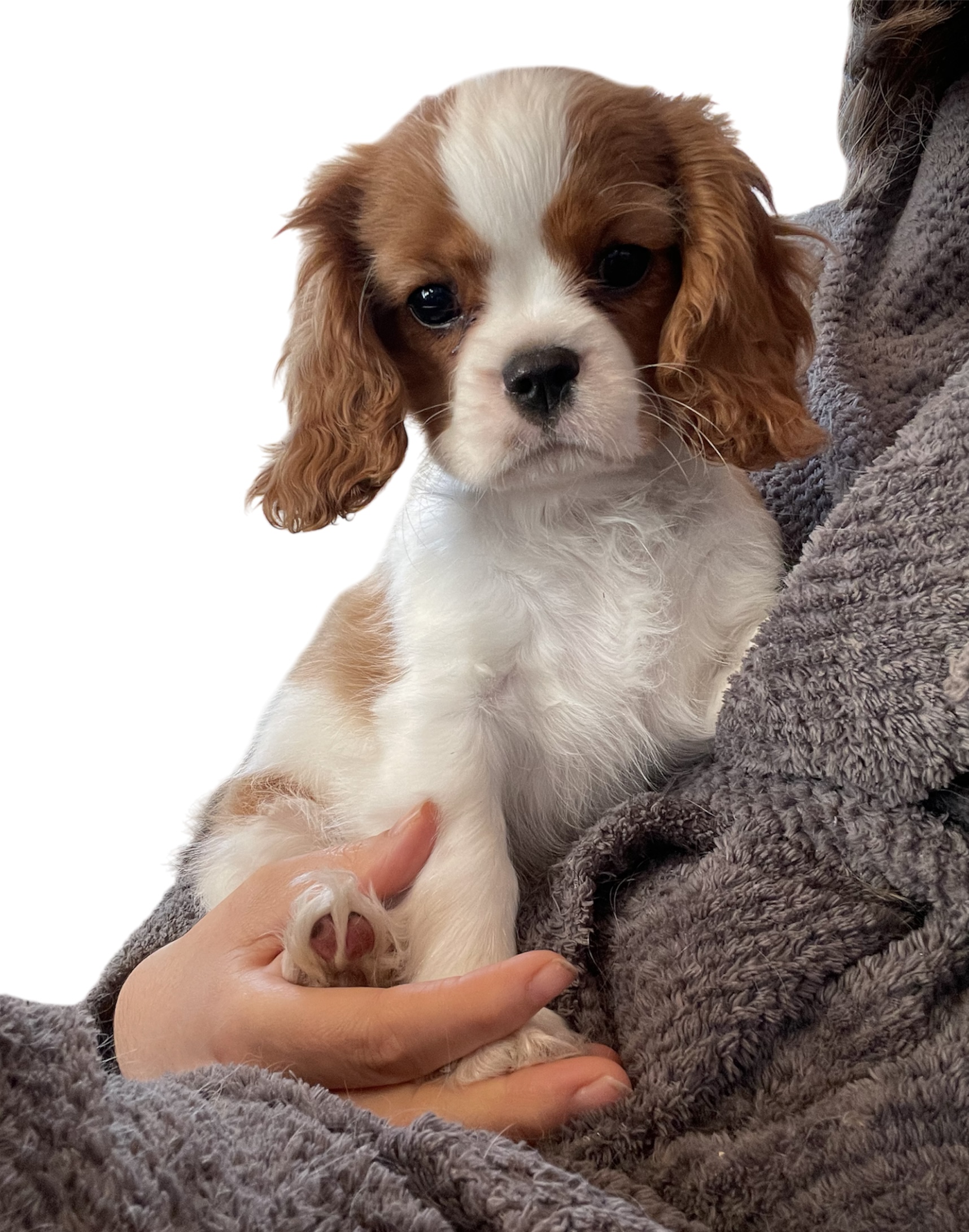 Chiot mâle de 4 mois, dans les bras de son éleveuse, couleur blenheim