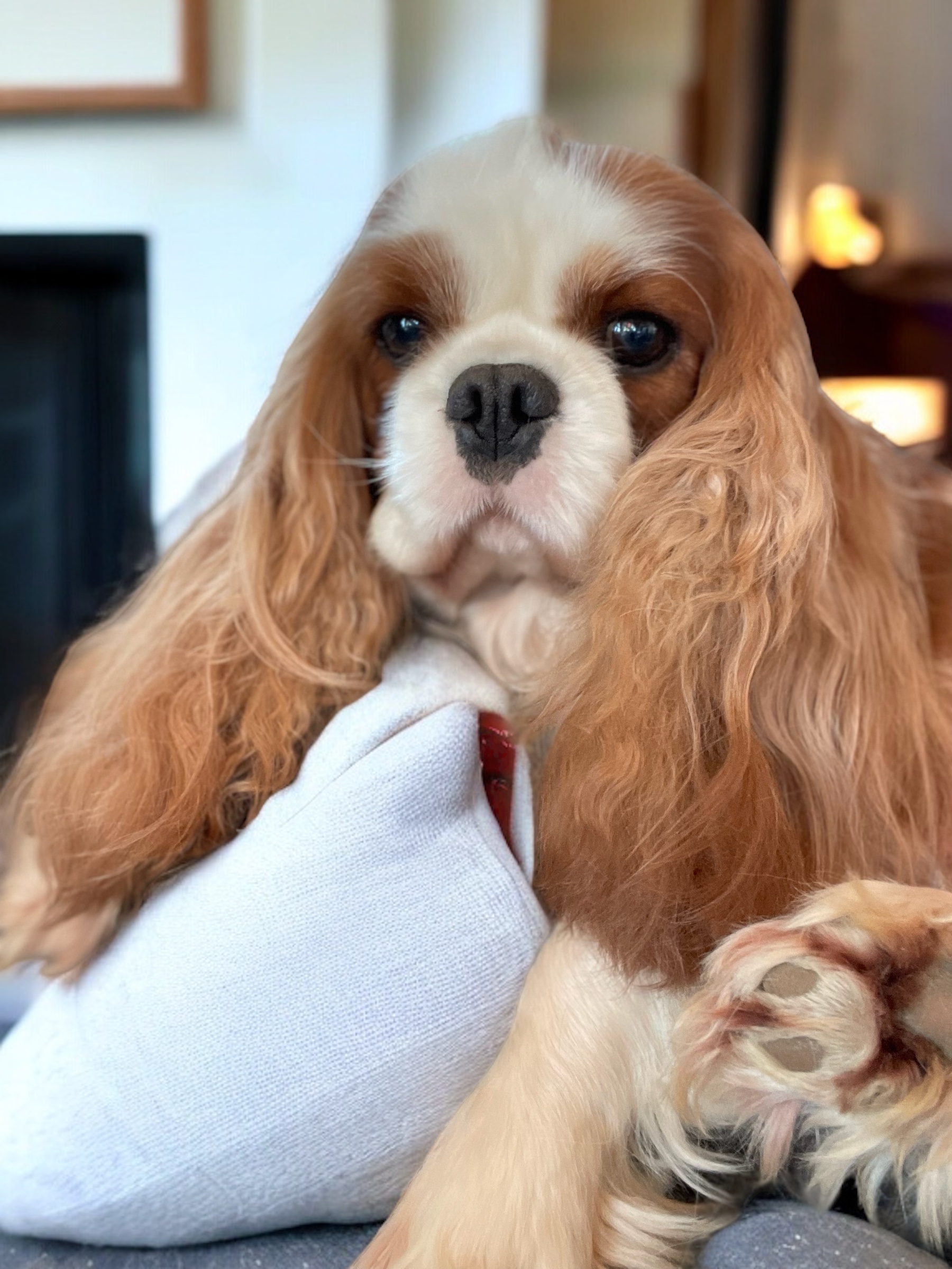 Reproductrice Cavalier King Charles, 4 ans, couleur blenheim