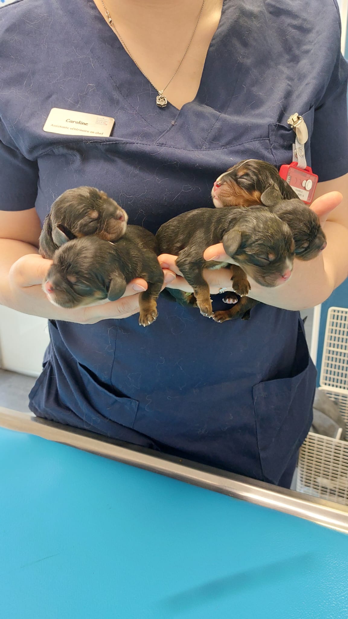 L'assistante vétérinaire en Suisse un pilier des bons soins prodigués aux Cavalier King Charles