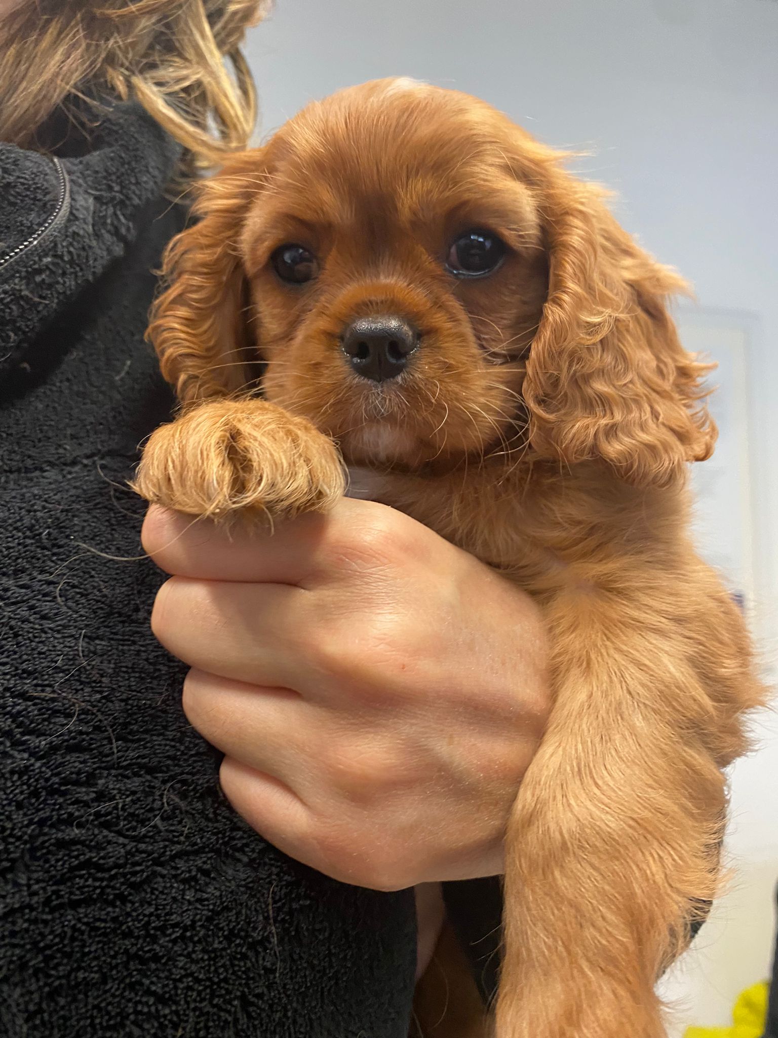 le partenariat entre l'éleveuse et le vétérinaire sauve les vies des Cavaliers King Charles et garantie la santé et longévité des chiots