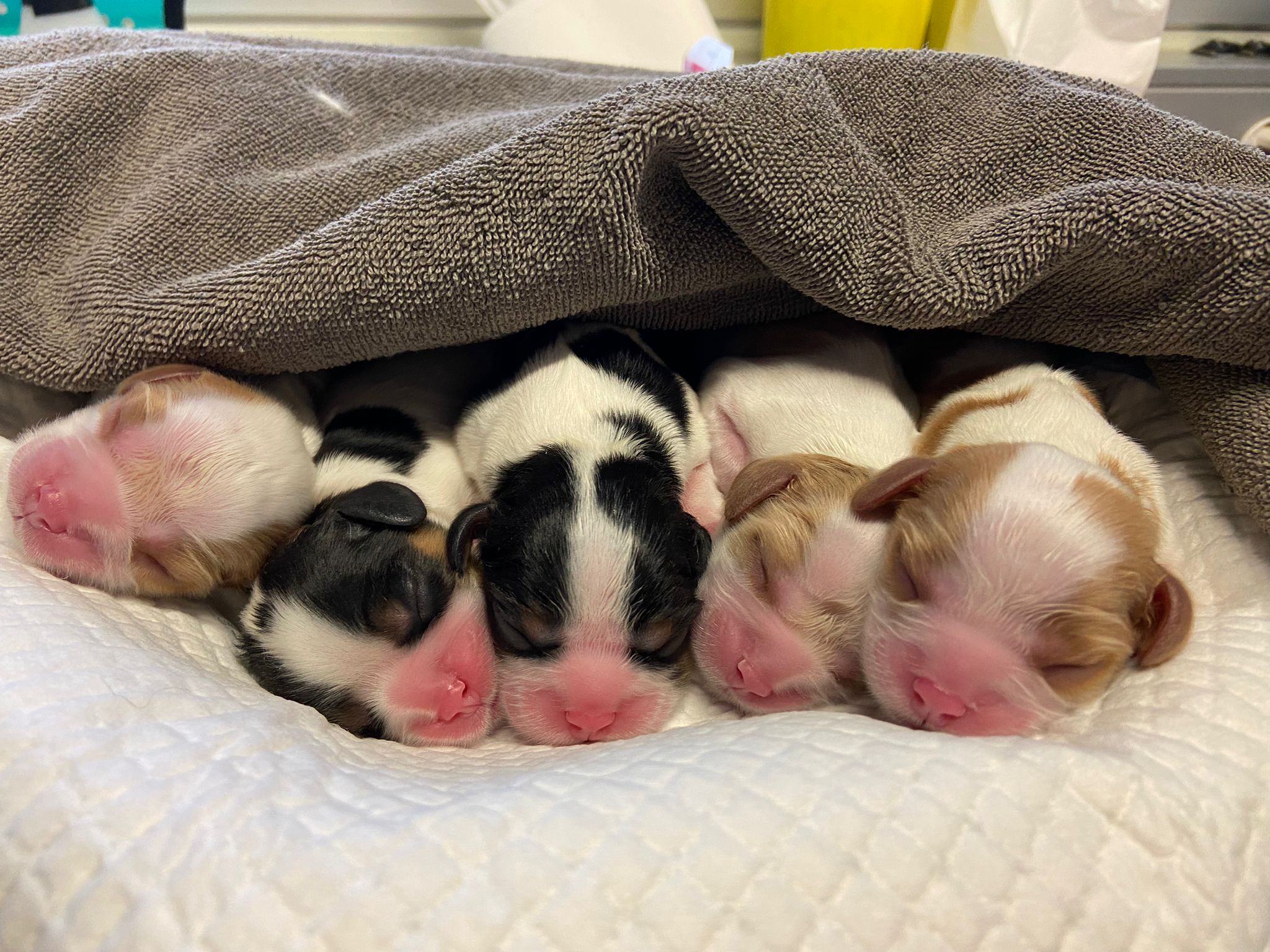 Naissance de Cavalier King Charles tricolores et blenheim chez le vétérinaire par césarienne