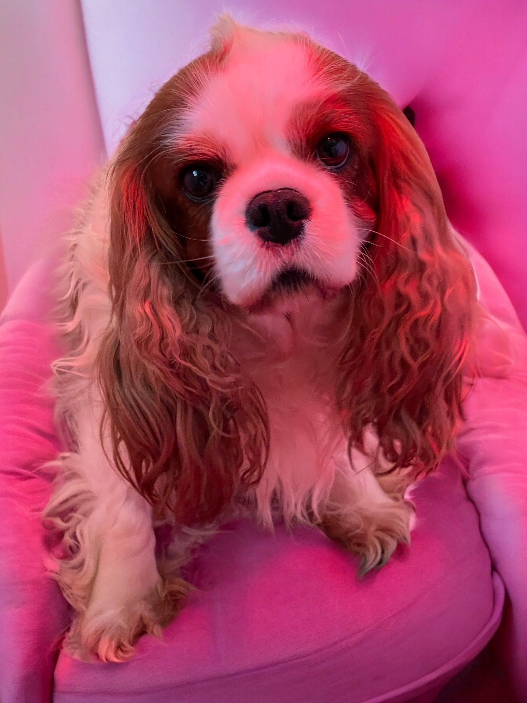 Une césarienne pour cette maman Cavalier King Charles gestante d'un chiot unique