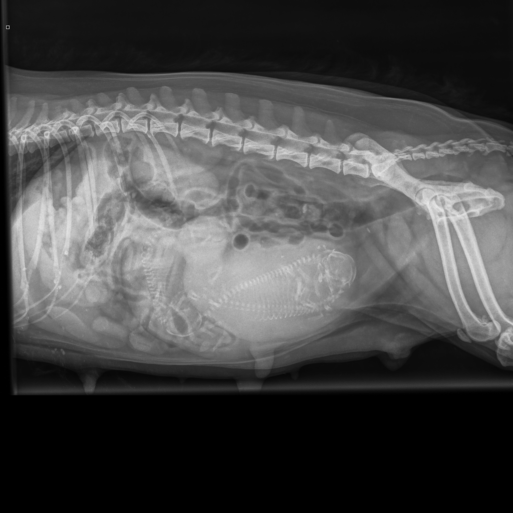 Radiographie d'une maman Cavalier King Charles tricolore qui attend des bébés Cavaliers King Charles