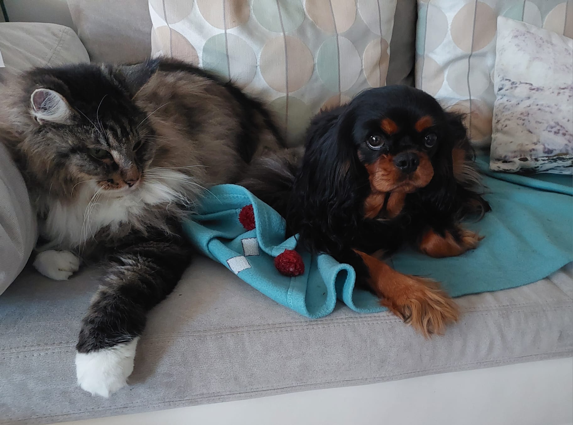 Un Cavalier King Charles noir et feu partage le canapé avec un chat